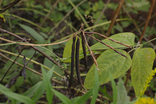 野生赤小豆