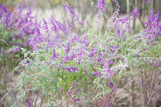 紫绒鼠尾草