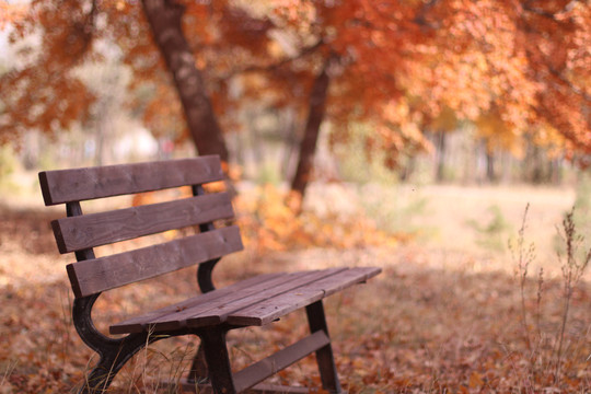 公园深秋红色枫叶枫树下的长条椅