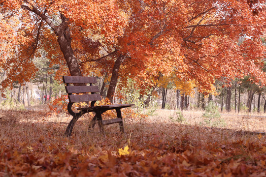 公园深秋红色枫叶枫树下的长条椅