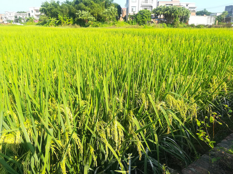 绿油油的水稻田