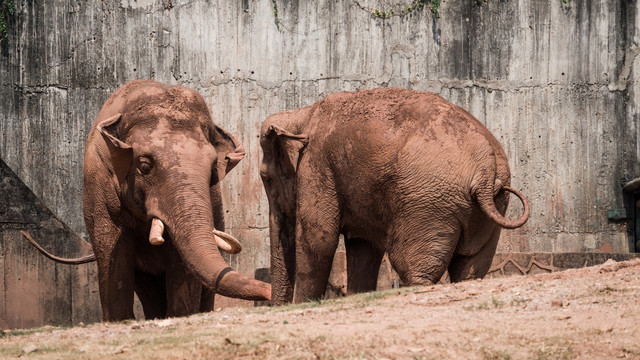 大象广州动物园认识动物1