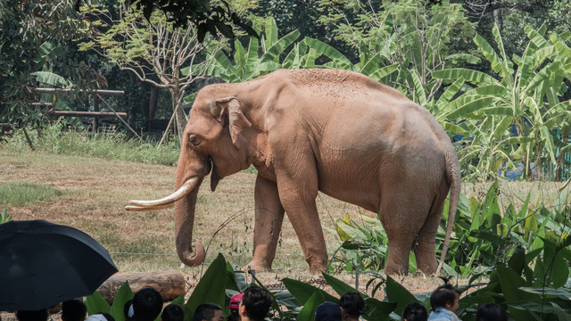 大象广州动物园认识动物2