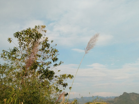 芭茅