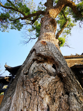 榕树