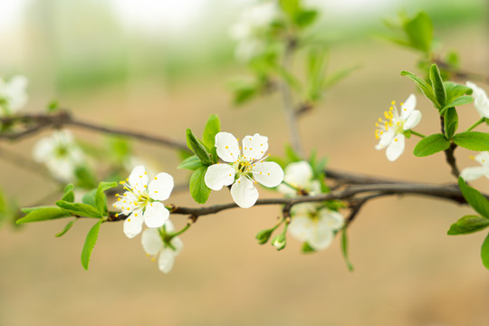 李子花小树枝