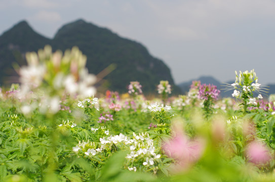 英西峰林