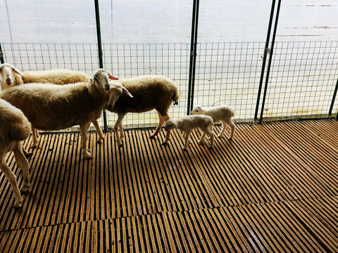 羊妈妈和小羊羔
