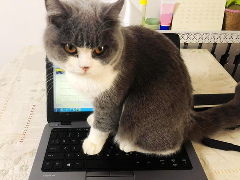 坐在笔记本电脑上的小猫咪