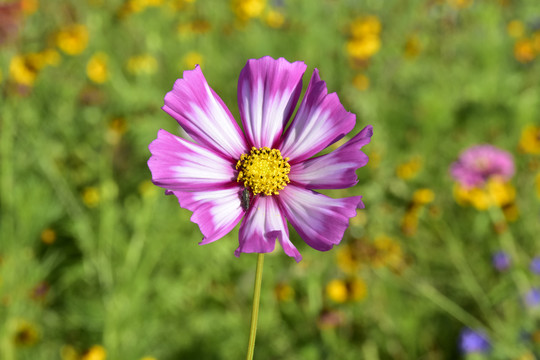 波斯菊