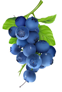 蓝莓（汇）