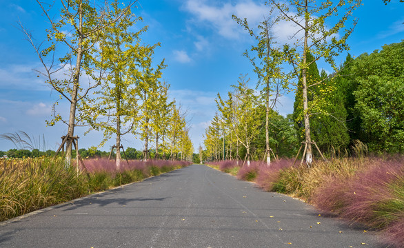 粉黛乱子草公路