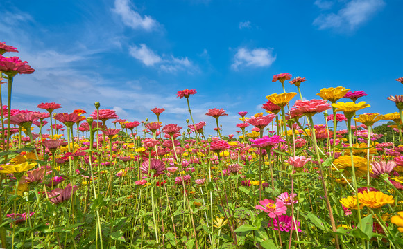 格桑花园