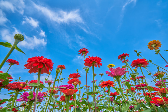 高清格桑花