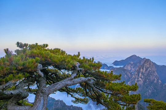 松树