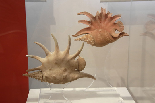 希腊国家考古博物馆海螺