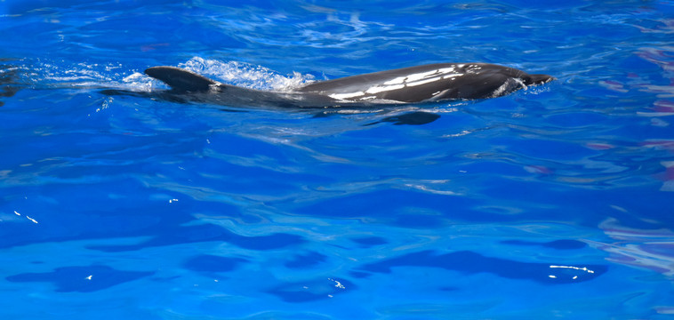 水中游动的海豚