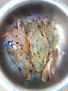 海鲜螃蟹梭子蟹花蟹