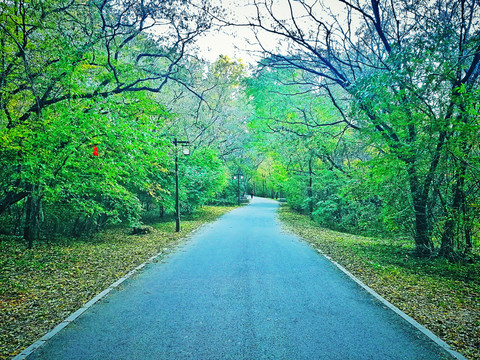 林间公路