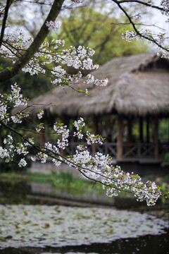 杭州茅家埠樱花