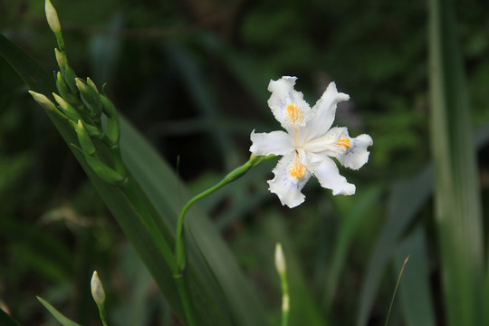 一朵白色鸢尾花