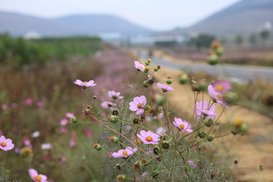 朱家林国家级田园综合体园区野花