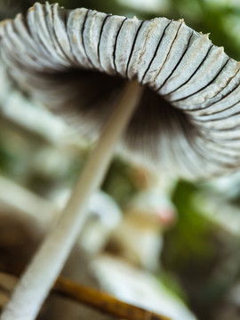 野蘑菇伞菌类