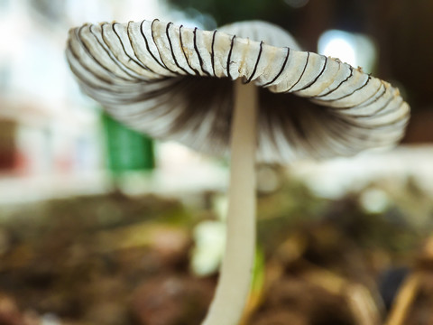 野蘑菇伞菌类