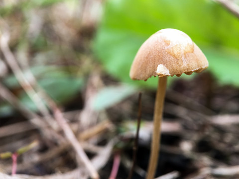菌类蘑菇植物