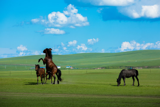 夏季草原打架的马