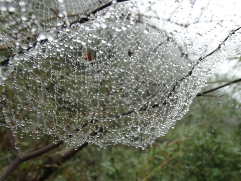 挂满露珠的蜘蛛网