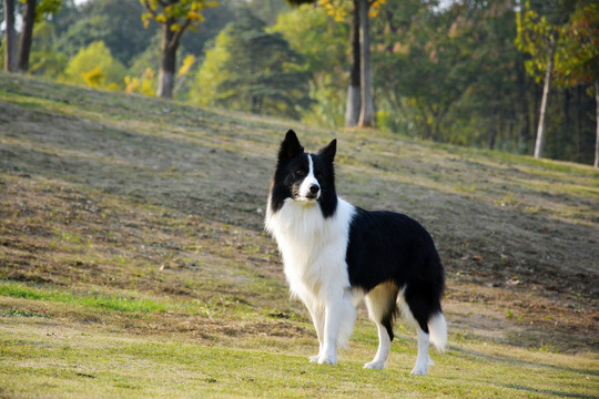 边境牧羊犬