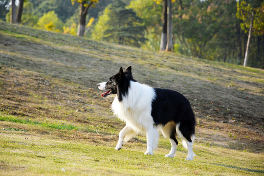 边境牧羊犬