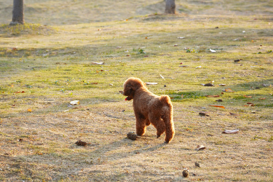 泰迪犬