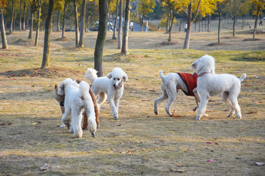 阳光下的贵宾犬