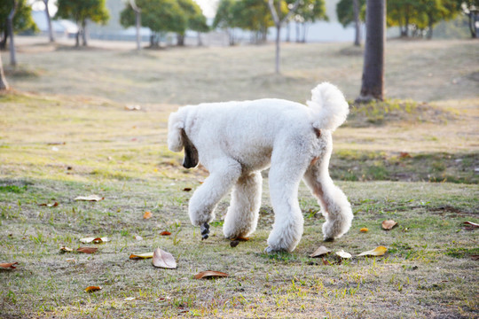 贵宾犬