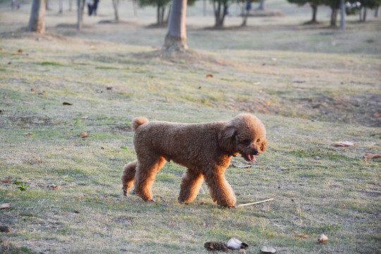 泰迪犬