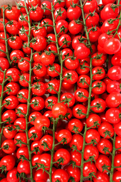 水果番茄小西红柿