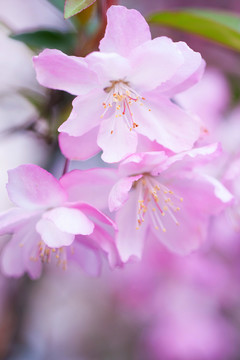 樱花特写