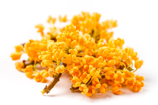 桂花花瓣