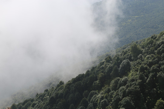 凤庆大雪山黄竹林箐