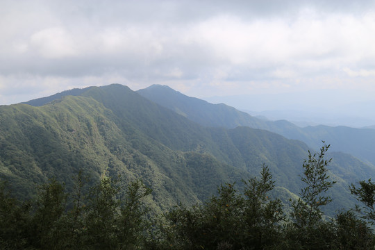 凤庆大雪山箐黄竹林箐