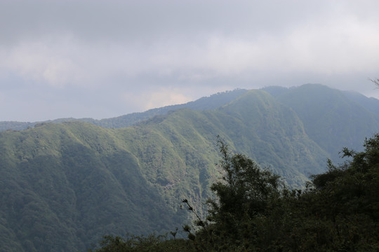 凤庆大雪山黄竹林箐