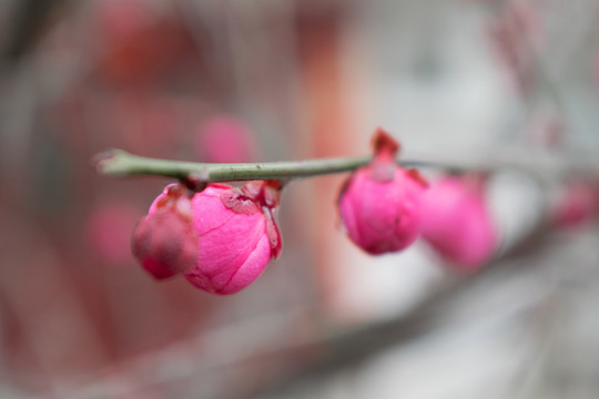 花苞