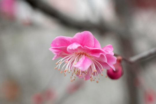 梅
