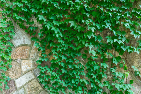 绿植墙背景