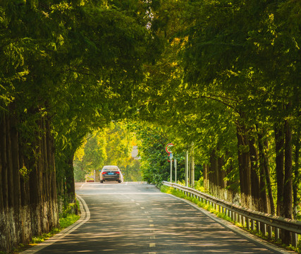 水杉公路