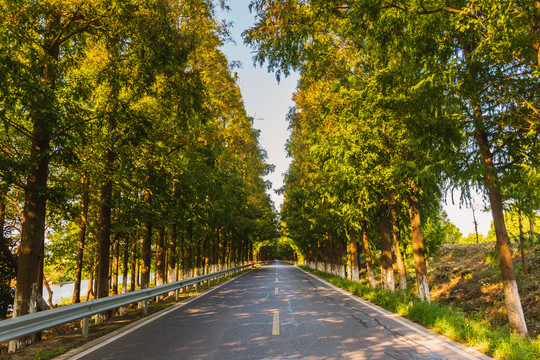 水杉公路