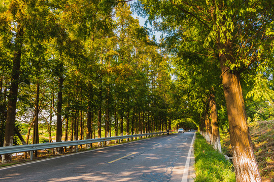 水杉公路