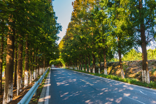 水杉公路